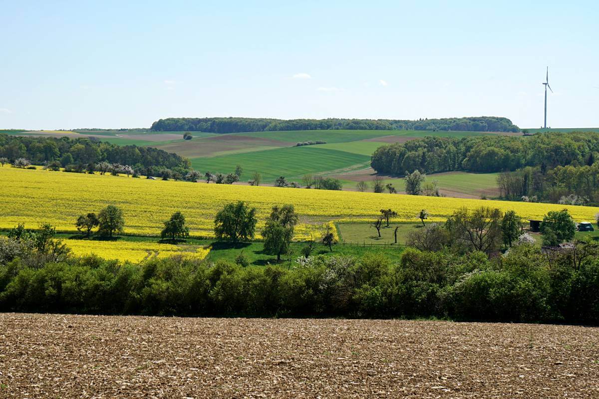 Landschaft in Hohenlohe auf dem Pfad der Stille mit Rapsfeld