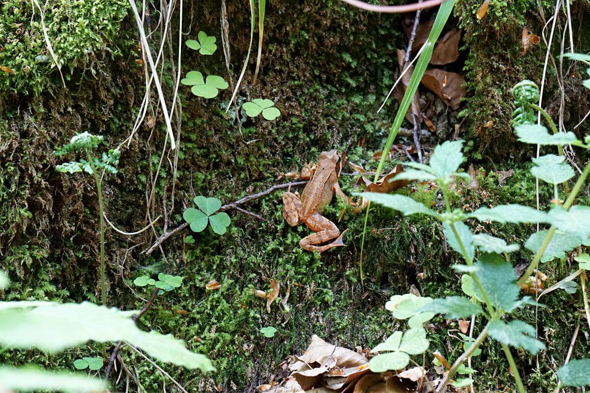Frosch in der Kalksklinge im Mainhardter Wald bei Untersteinbach