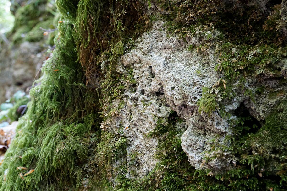 Kalktufffelsen in der Kalksklinge