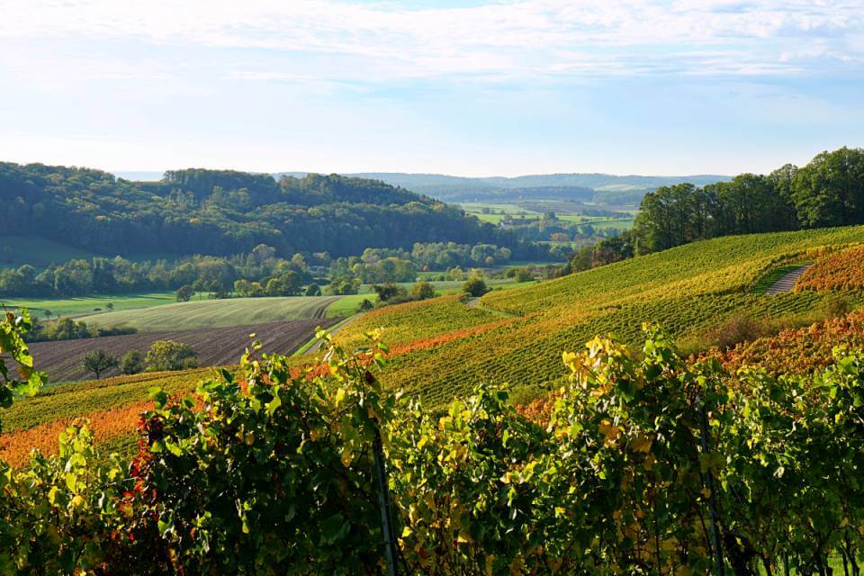 Weinreben und herbstlicher Wald im Brettachtal