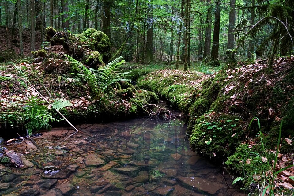 Tolle Natur auf dem Muehlenwanderweg im Schwaebischen Wald um Welzheim