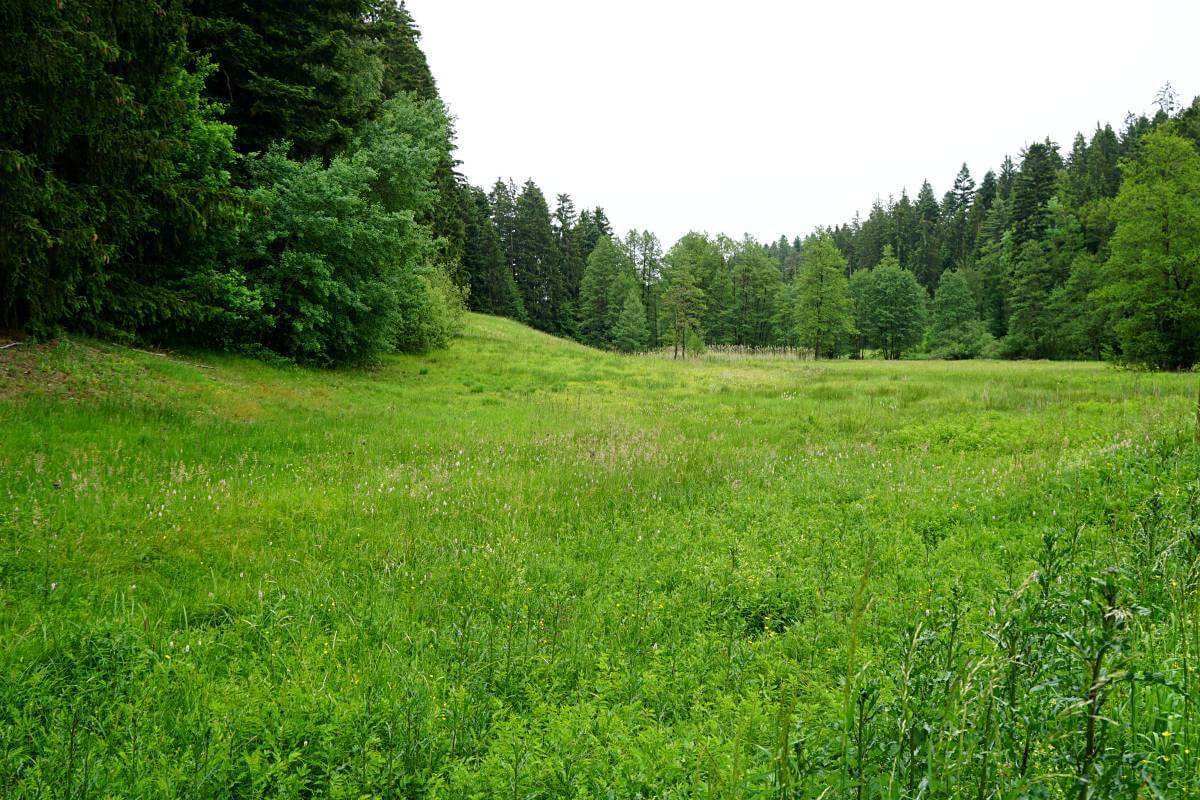 Naturschutzgebiet Wiesentaeler bei der Menzlesmuehle