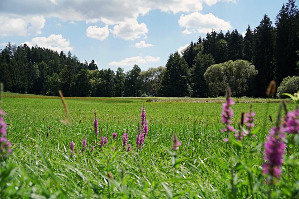 Naturschutzgebiet Wiesentaeler bei der Menzlesmuehle 