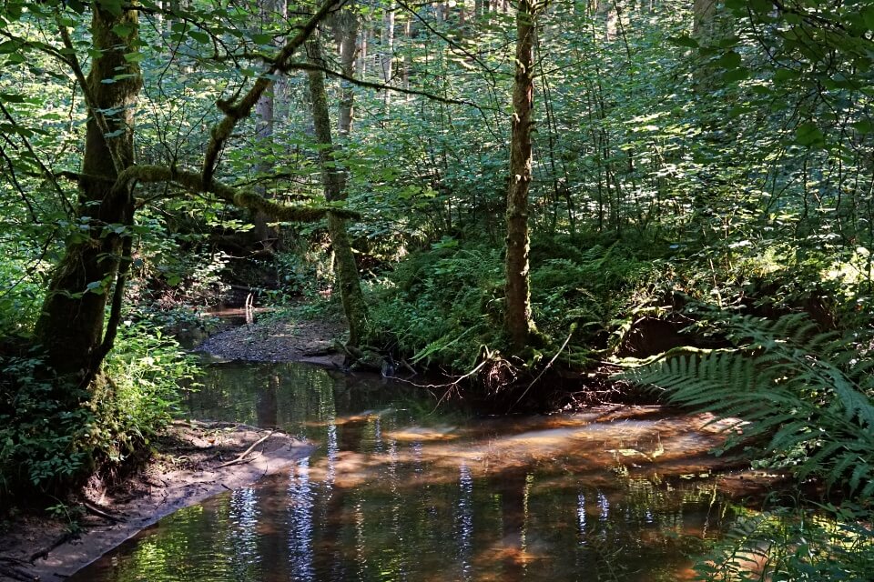 Die Finstere Rot am Rottalweg auf dem Muehlenwanderweg im Welzheimer Wald