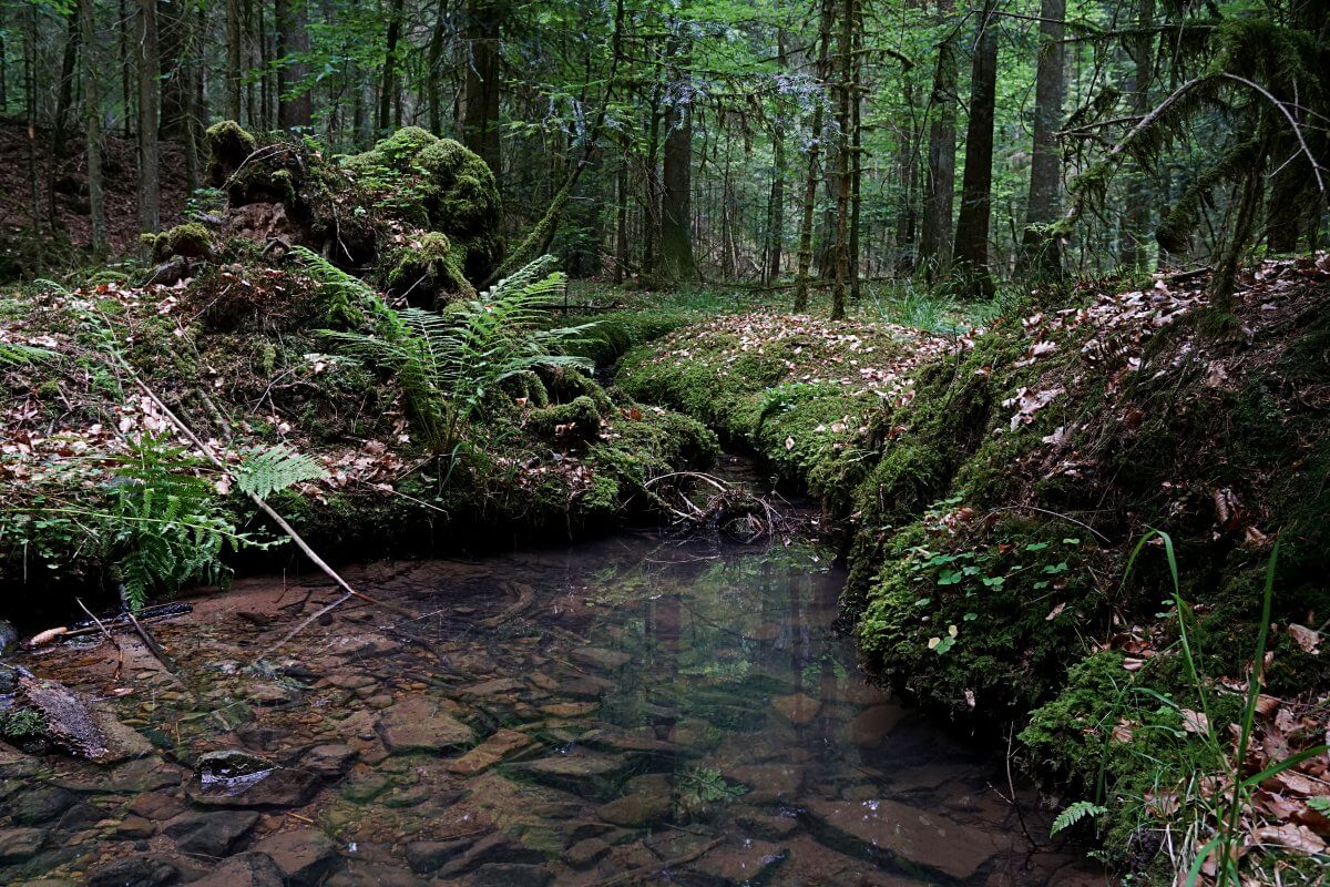 Natur im Schwaebischen Wald auf unserer Muehlenwanderung