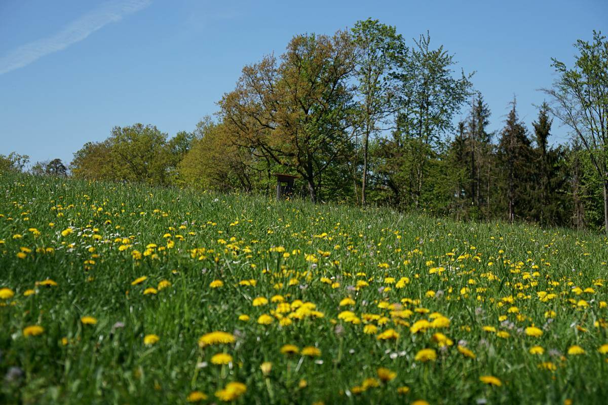 Wiese auf dem Pfad der Stille in Hohenlohe