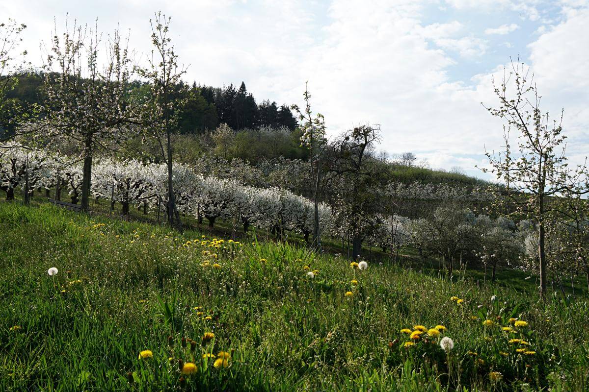 Wandern um Untersteinbach in Hohenlohe