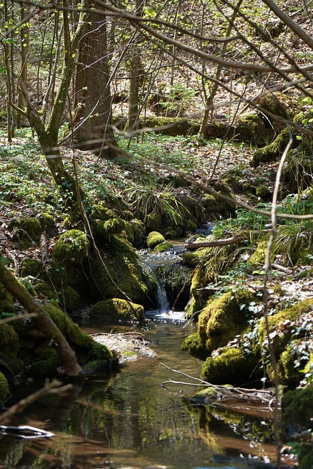 Durch den Wald in die Kalksklinge bei Untersteinbach