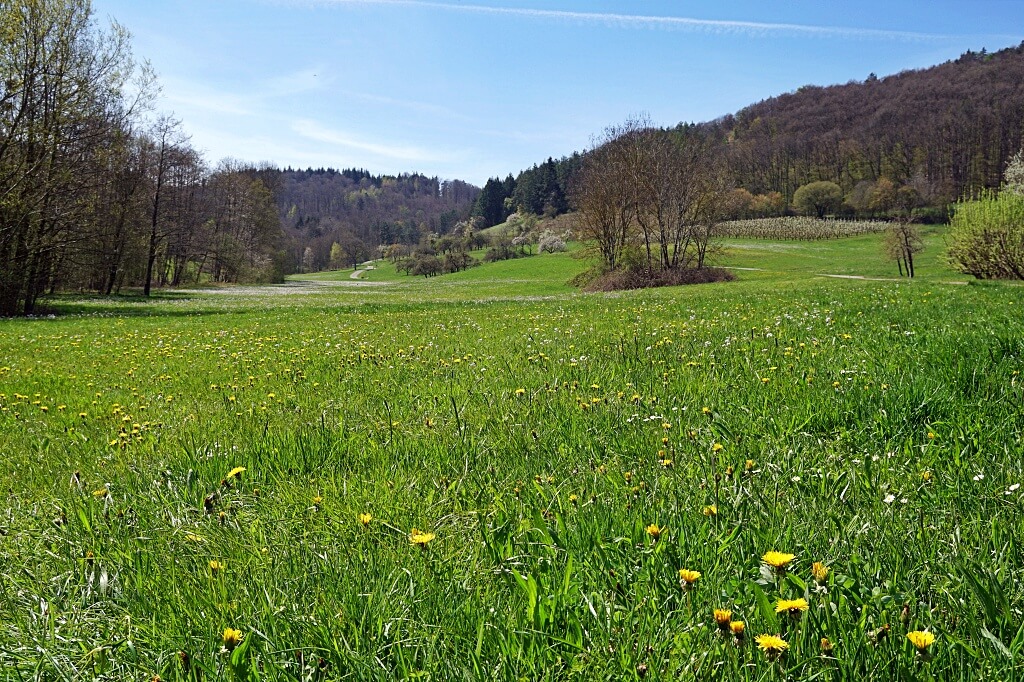 Das Steinbacher Tal im Fruehling