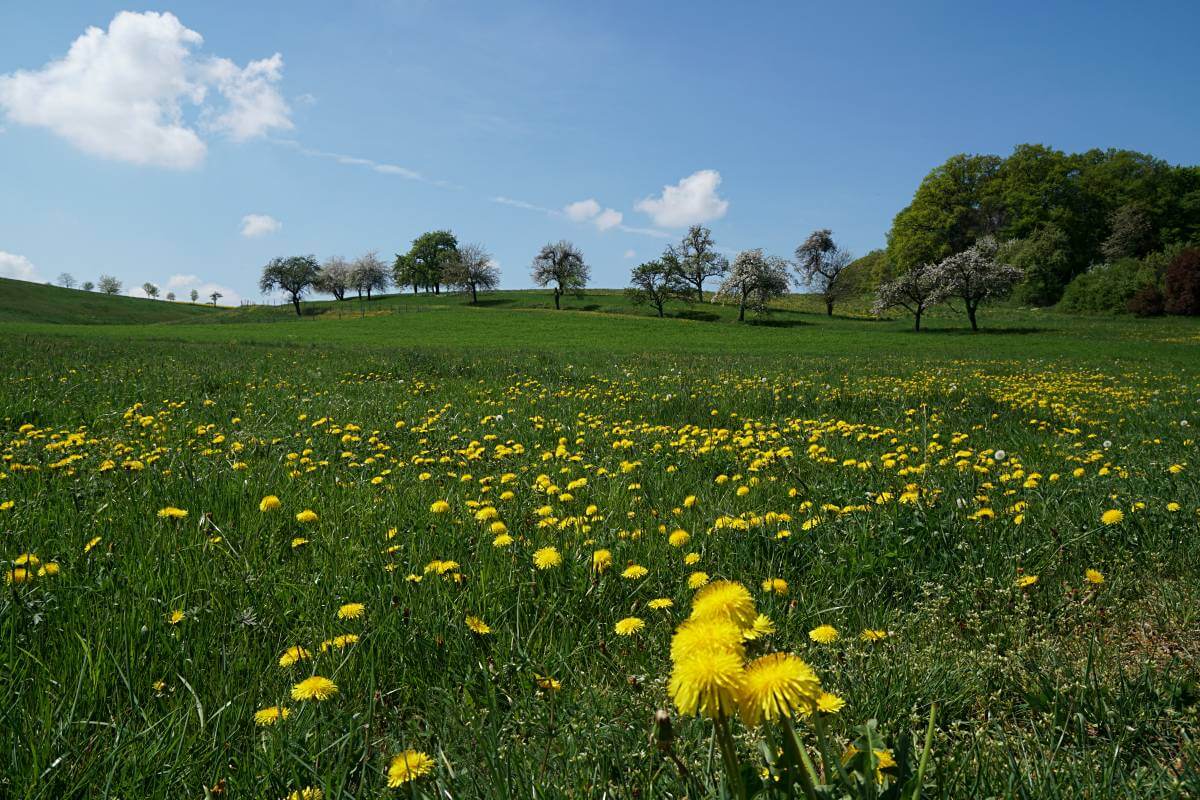 Wiese in Hohenlohe bei Pfedelbach