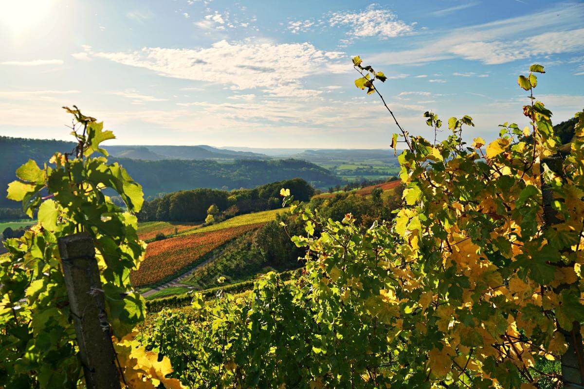 Weinreben in Bretzfeld Geddelsbach