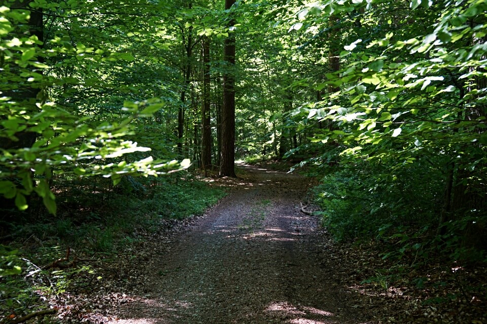 Wald Wanderweg in den Lowensteiner Bergen zwischen Lowenstein und Wuestenrot