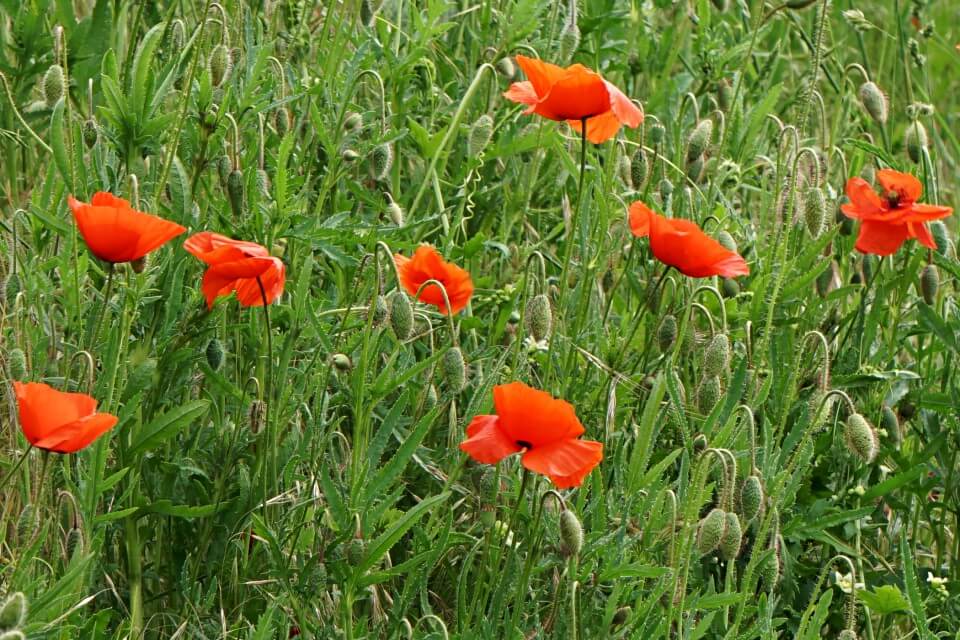 Mohn in Hohenlohe