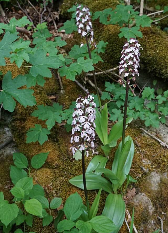 Orchideen im Jagsttal in Hohenlohe