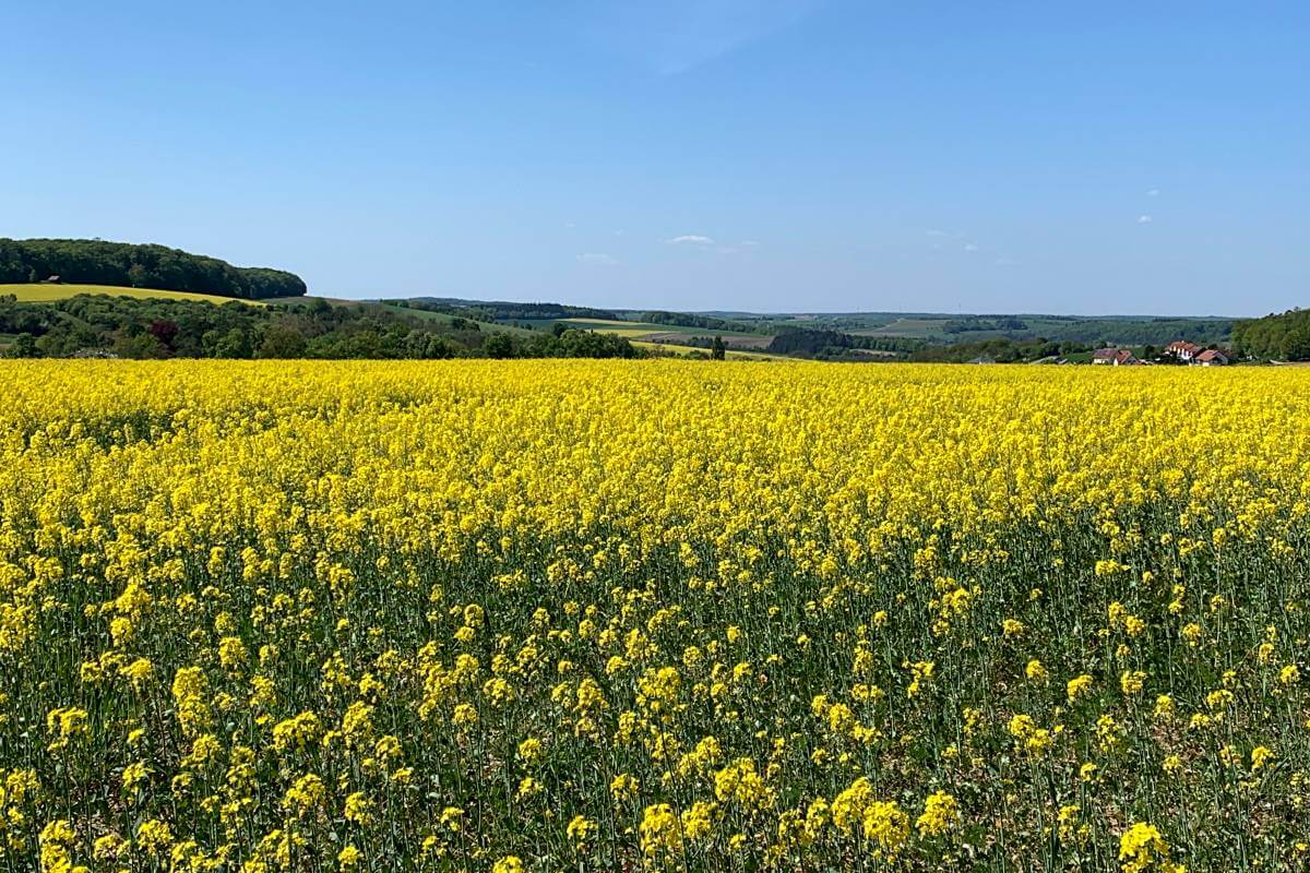 Rapsfeld in Hohenlohe