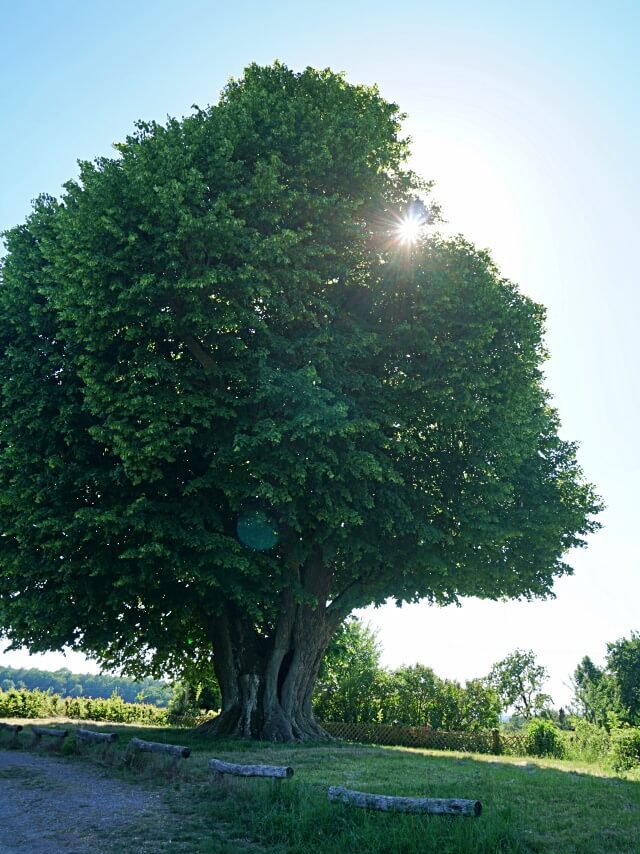 Linde bei der Wallfahrtskapelle Neusass in Hohenlohe