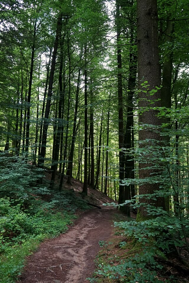 Waldweg auf der Wanderung durch die Bodenbachschlucht