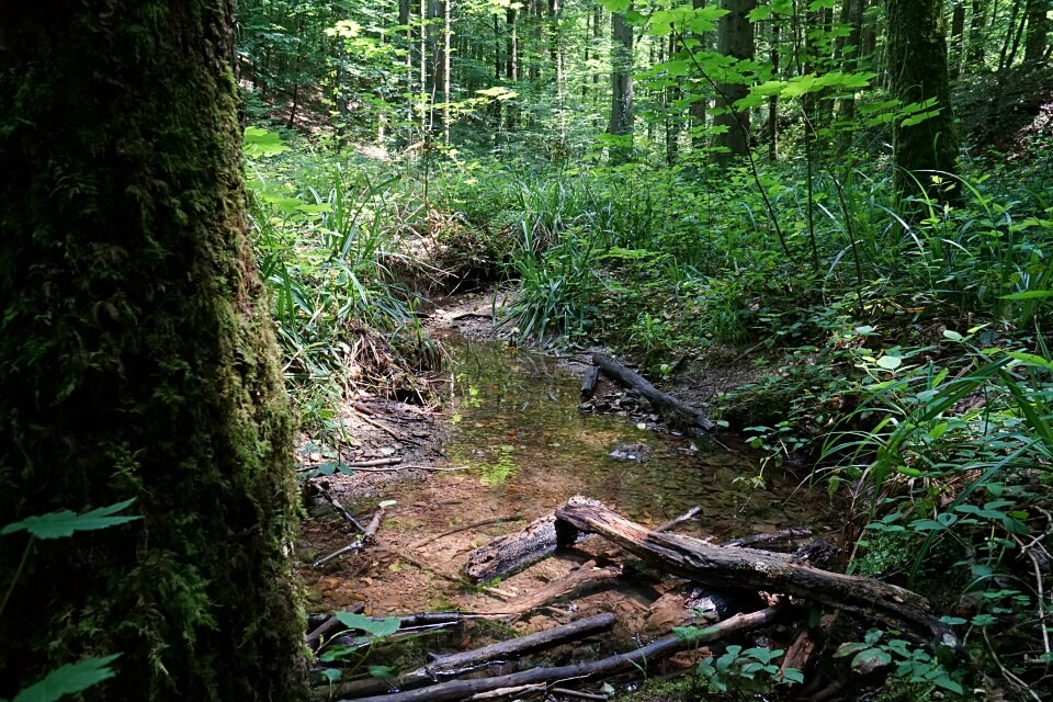 Angekommen im Tal der Bodenbachschlucht