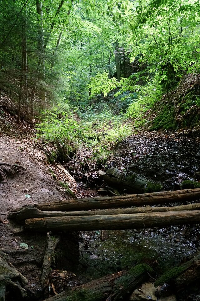 In der Bodenbachschlucht