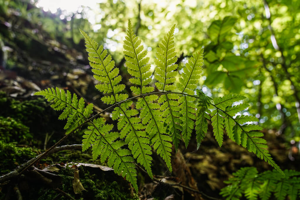 Farn in der schattigen und feuchten Bodenbachschlucht im Schwaebisch Fraenkischen Wald