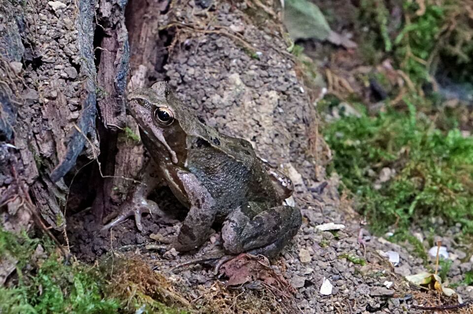 Frosch im Jagsttal