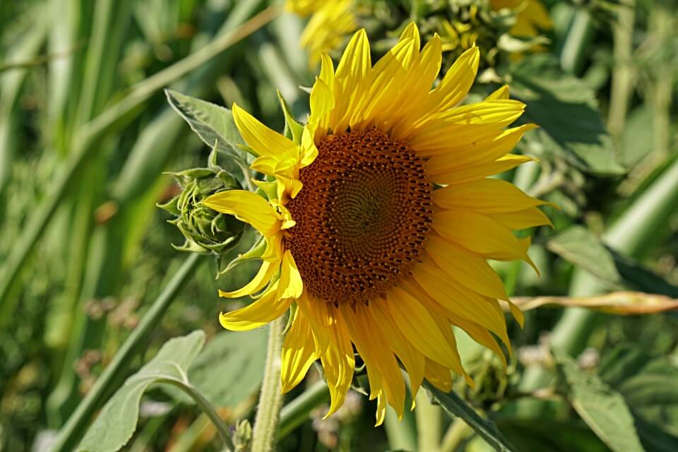 Sonnenblume in Hohenlohe