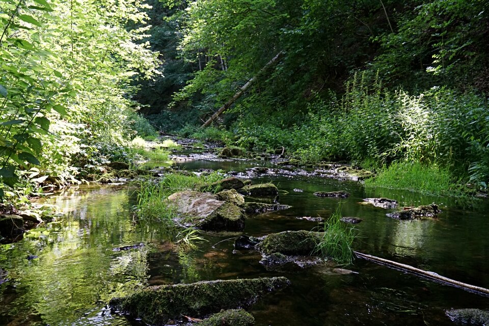 Die Gronach in Hohenlohe bei der Hammerschmiede