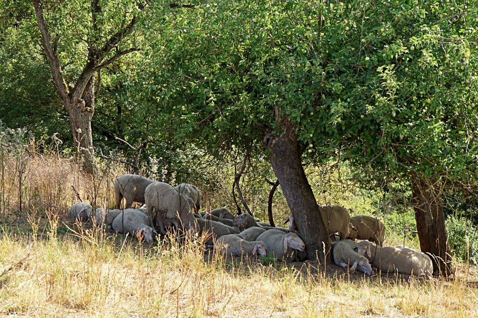 Schafe im Jagsttal in Hohenlohe