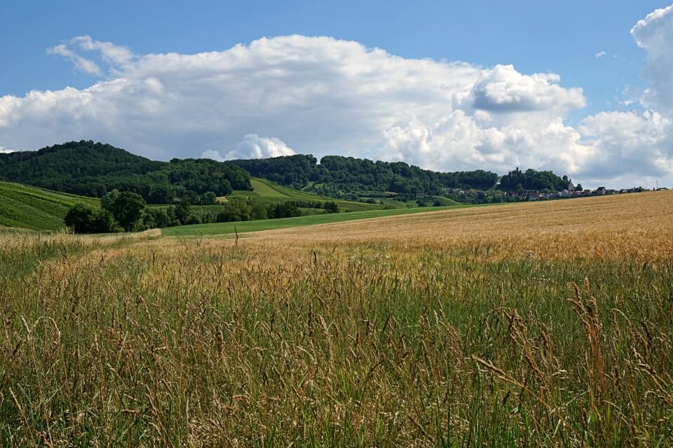 Sommerliche Felder auf dem Seerundweg um den Breitenauer See
