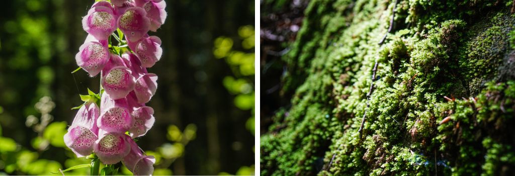 Pflanzen und bemooste Steine in der Bodenbachschlucht und der Tobelschlucht beim Wandern in den Loewensteiner Bergen