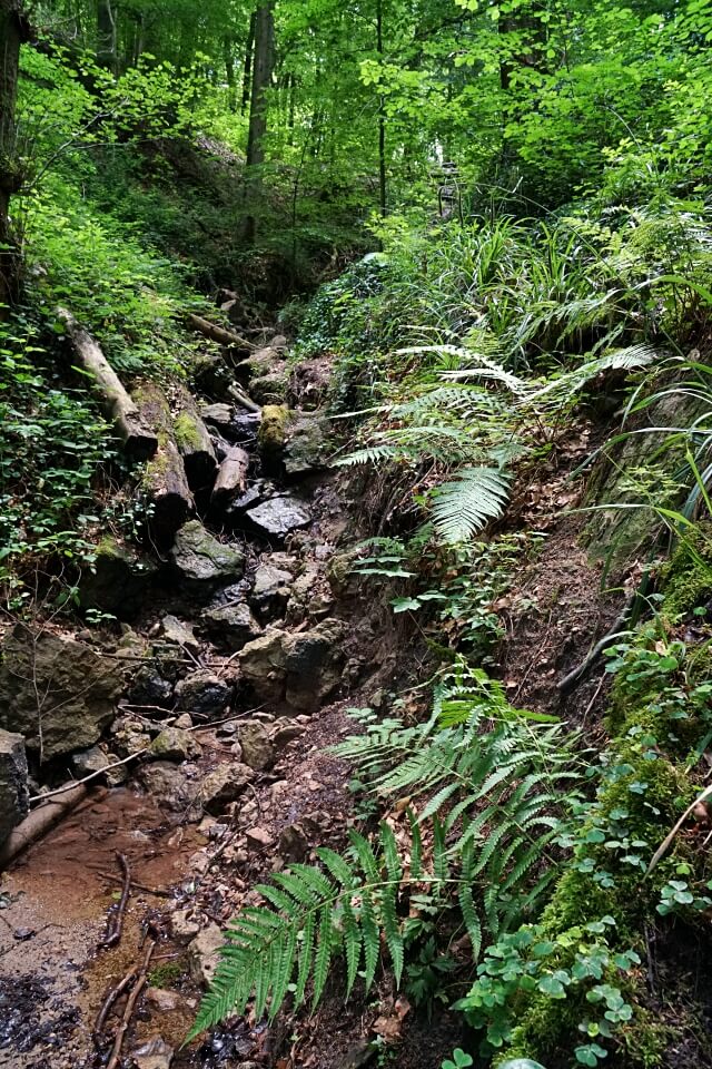 Tolle Natur auf der Wanderung durch die Tobelschlucht