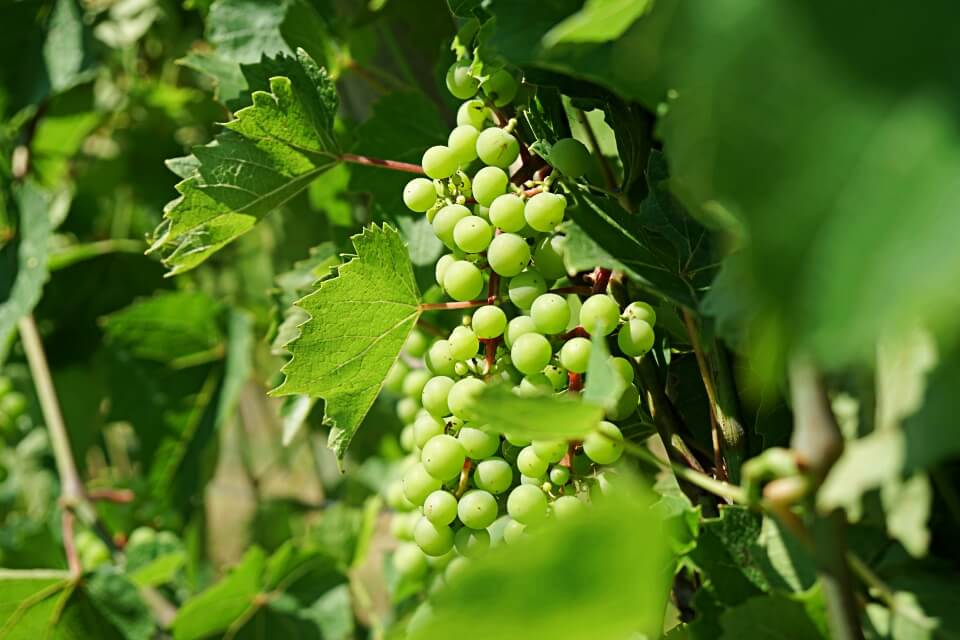 Reben im Schauweinberg