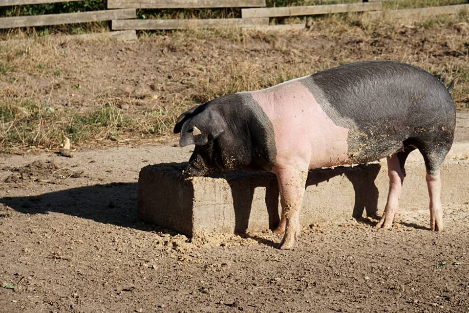 Schwaebisch Haellisches Landschwein im Freilandmuseum Wackershofen