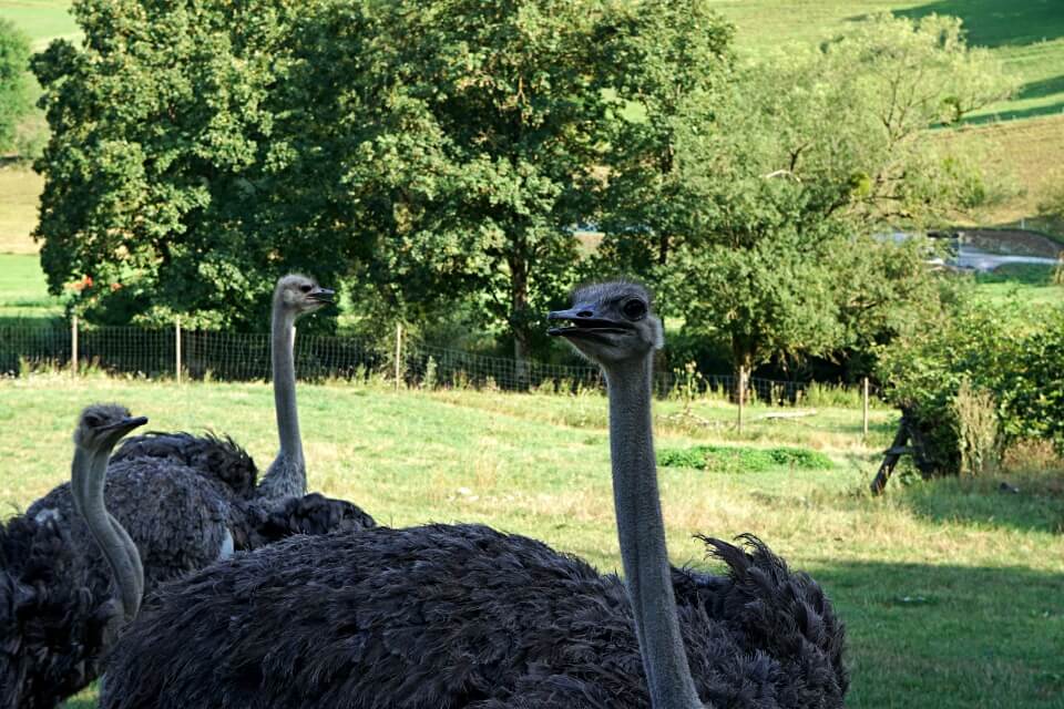 Strausse auf der Jagsttalranch in Gerabronn