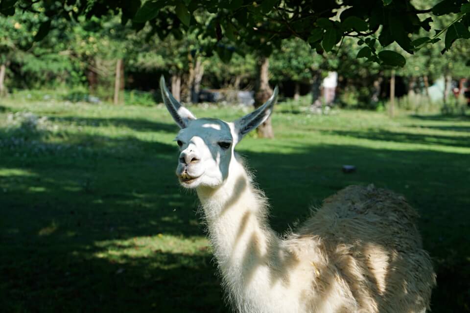 Lama auf der Jagsttalranch Gerabronn