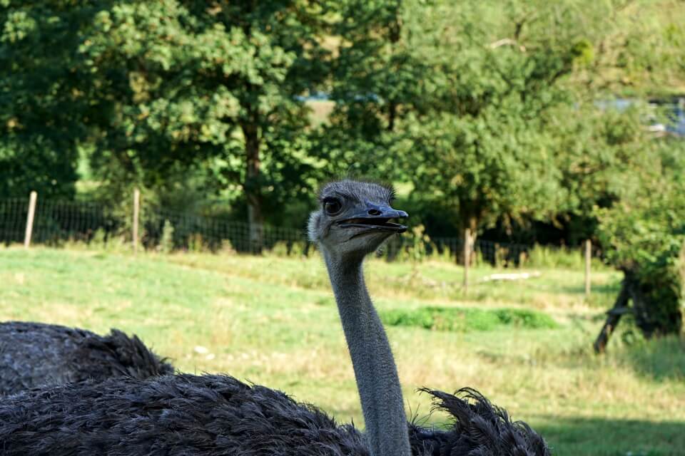 Strausse auf der Jagsttalranch in Gerabronn