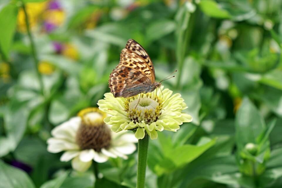 Schmetterling im Schlossgarten Weikersheim