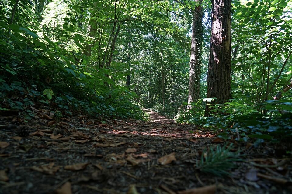 Waldweg auf dem Panorama Wanderweg um Rothenburg ob der Tauber