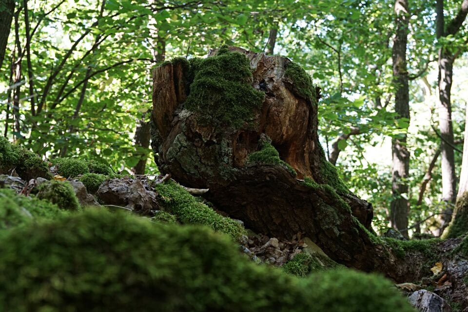 Wandern auf dem Panoramaweg Taubertal