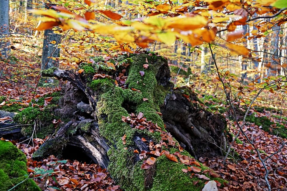 Herbst im Mainhardter Wald