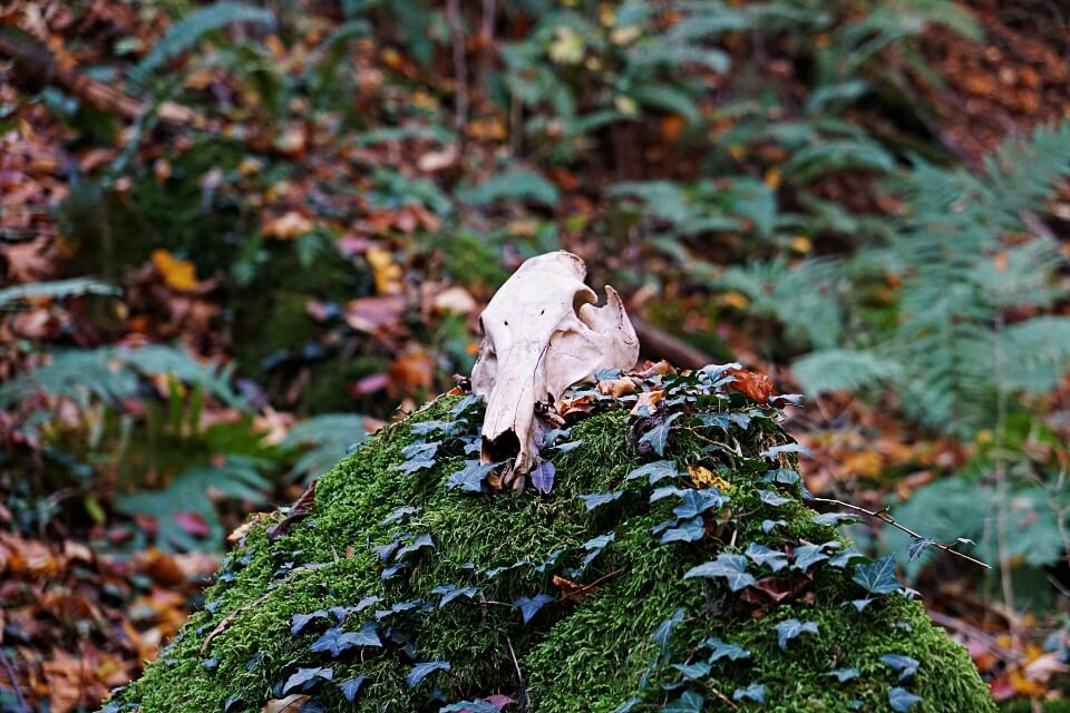 Schaedel im Mainhardter Wald