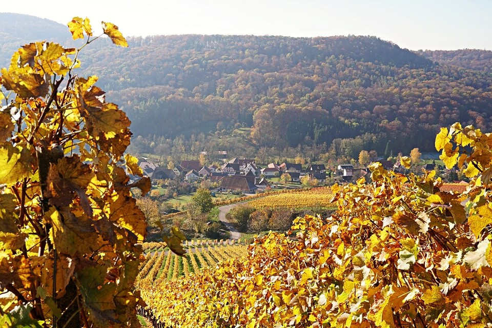 Blick durch die Weinberge nach Geddelsbach