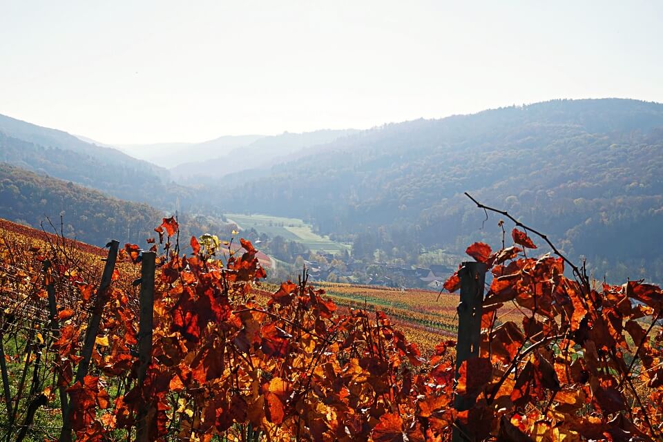 Blick von Geddelsbach in den Mainhardter Wald und zur Burg Maienfels