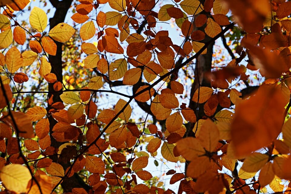 Herbstliche Wanderung im Mainhardter Wald von Geddelsbach zur Burg Maienfels und zum Gleichener See in Hohenlohe