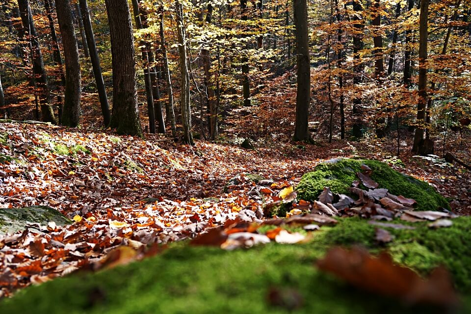 Wanderweg im Mainhardter Wald zur Burg Maienfels