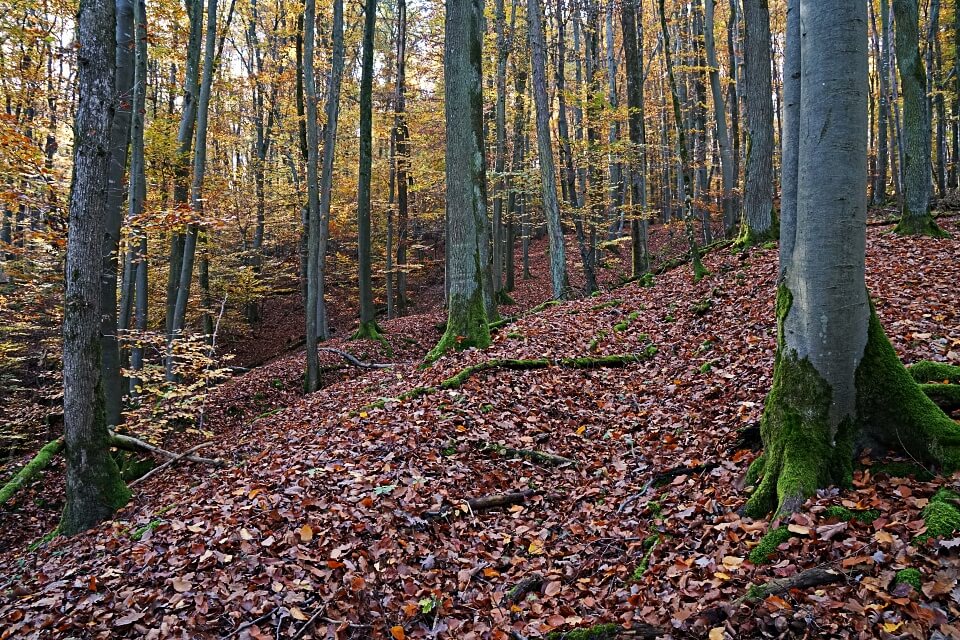 Wandern im Mainhardter Wald zur Burg Maienfels