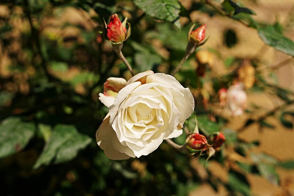 Die weisse Rose auf dem Hans und Sophie Scholl Pfad in Forchtenberg