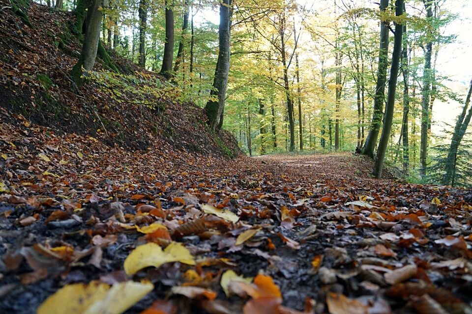 Auf Waldwegen von Tierberg nach Jungholzhausen in Hohenlohe