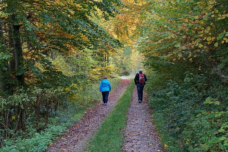 Waldweg zur Burg Tierberg in Hohenlohe