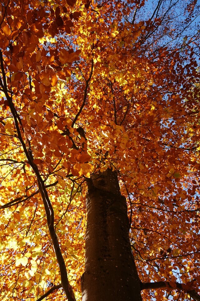 Herbstlich bunter Baum auf unserer Wanderung durch das Kupfertal in Hohenlohe